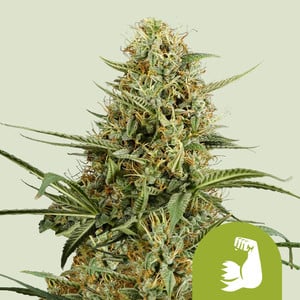 Royal Queen Seeds - HulkBerry Auto