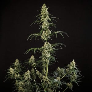 Royal Queen Seeds - HulkBerry Auto