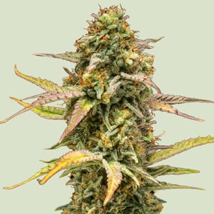 Royal Queen Seeds - Hyperion F1
