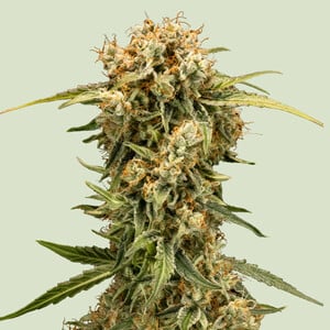 Royal Queen Seeds - Medusa F1