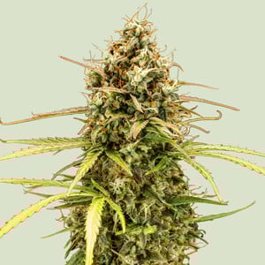 Royal Queen Seeds - Milky Way F1