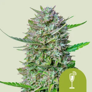 Royal Queen Seeds - Mimosa Auto