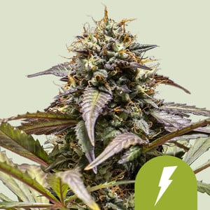 Royal Queen Seeds - North Thunderfuck Auto