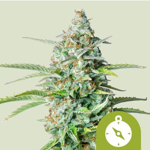 Royal Queen Seeds - Northern Light Auto