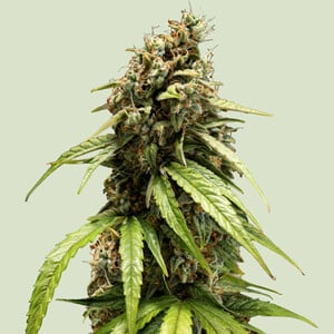 Royal Queen Seeds - Orion F1