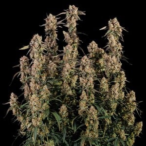 Royal Queen Seeds - Orion F1