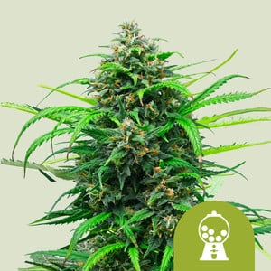 Royal Queen Seeds - Pink Runtz Auto