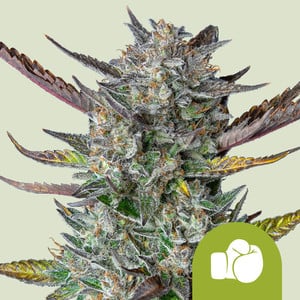 Royal Queen Seeds - Purple Punch Auto