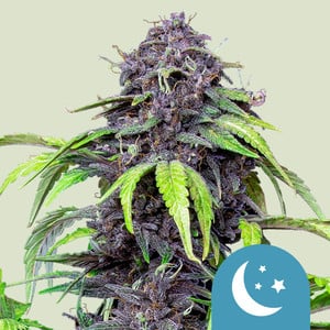 Royal Queen Seeds - Purplematic CBD