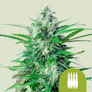Royal Queen Seeds - Royal AK Auto