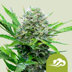 Royal Queen Seeds - Royal Bluematic Auto