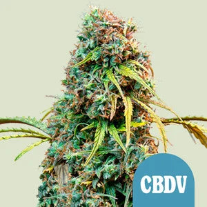 Royal Queen Seeds - Royal CBDV Automatic