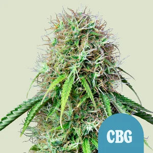 Royal Queen Seeds - Royal CBG Automatic