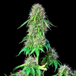 Royal Queen Seeds - Royal CBG Automatic