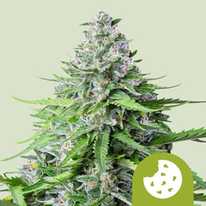 Royal Queen Seeds - Royal Cookies Auto