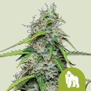 Royal Queen Seeds - Royal Gorilla Auto