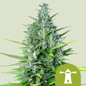 Royal Queen Seeds - Royal Haze Auto