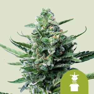 Royal Queen Seeds - Royal Jack Auto
