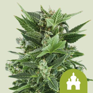 Royal Queen Seeds - Royal Kush Auto