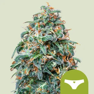 Royal Queen Seeds - Sherbet Queen Auto