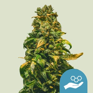 Royal Queen Seeds - Solomatic CBD