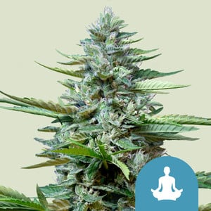 Royal Queen Seeds - Solomatic CBD (Kopie)