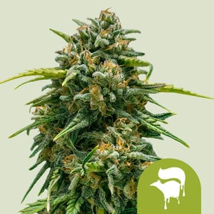 Royal Queen Seeds - Sweet Skunk Auto