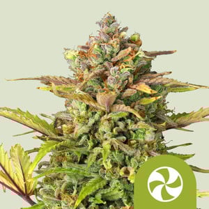 Royal Queen Seeds - Sweet ZZ Auto