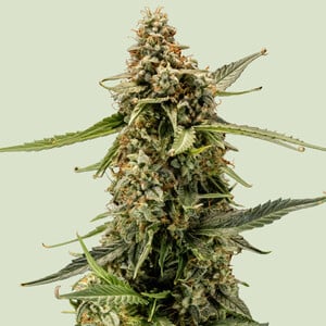 Royal Queen Seeds - Titan F1