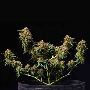 Royal Queen Seeds - Titan F1