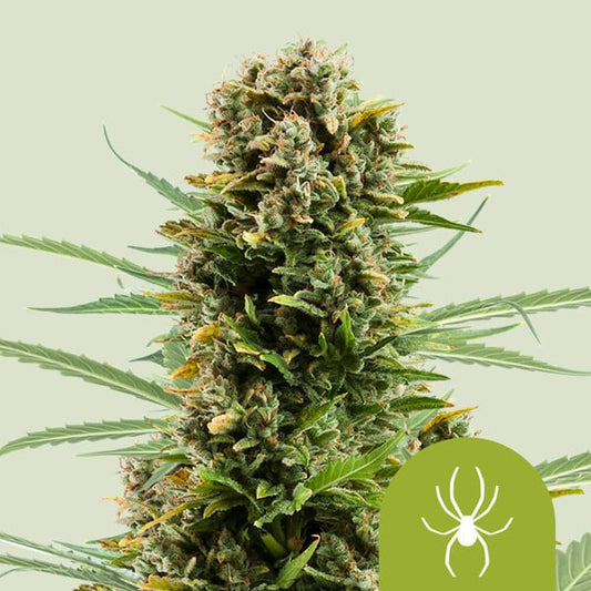 Royal Queen Seeds - White Widow Auto