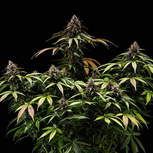 Royal Queen Seeds - White Widow Auto